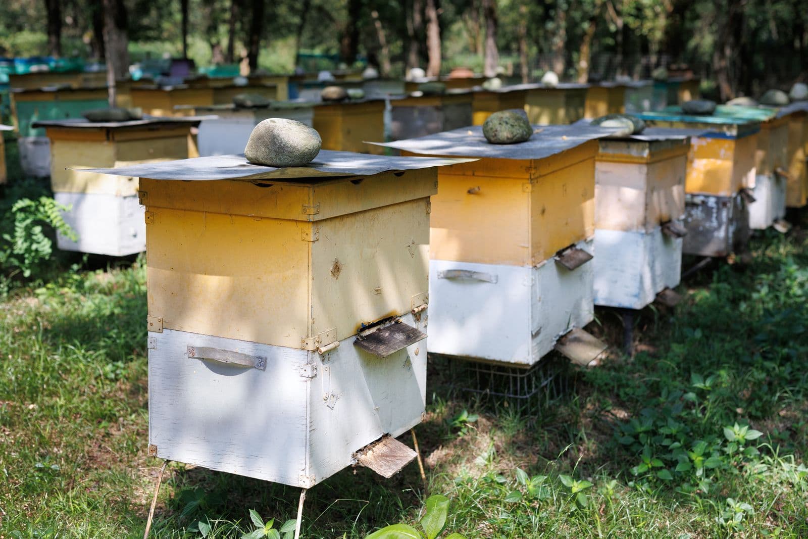 Our hives