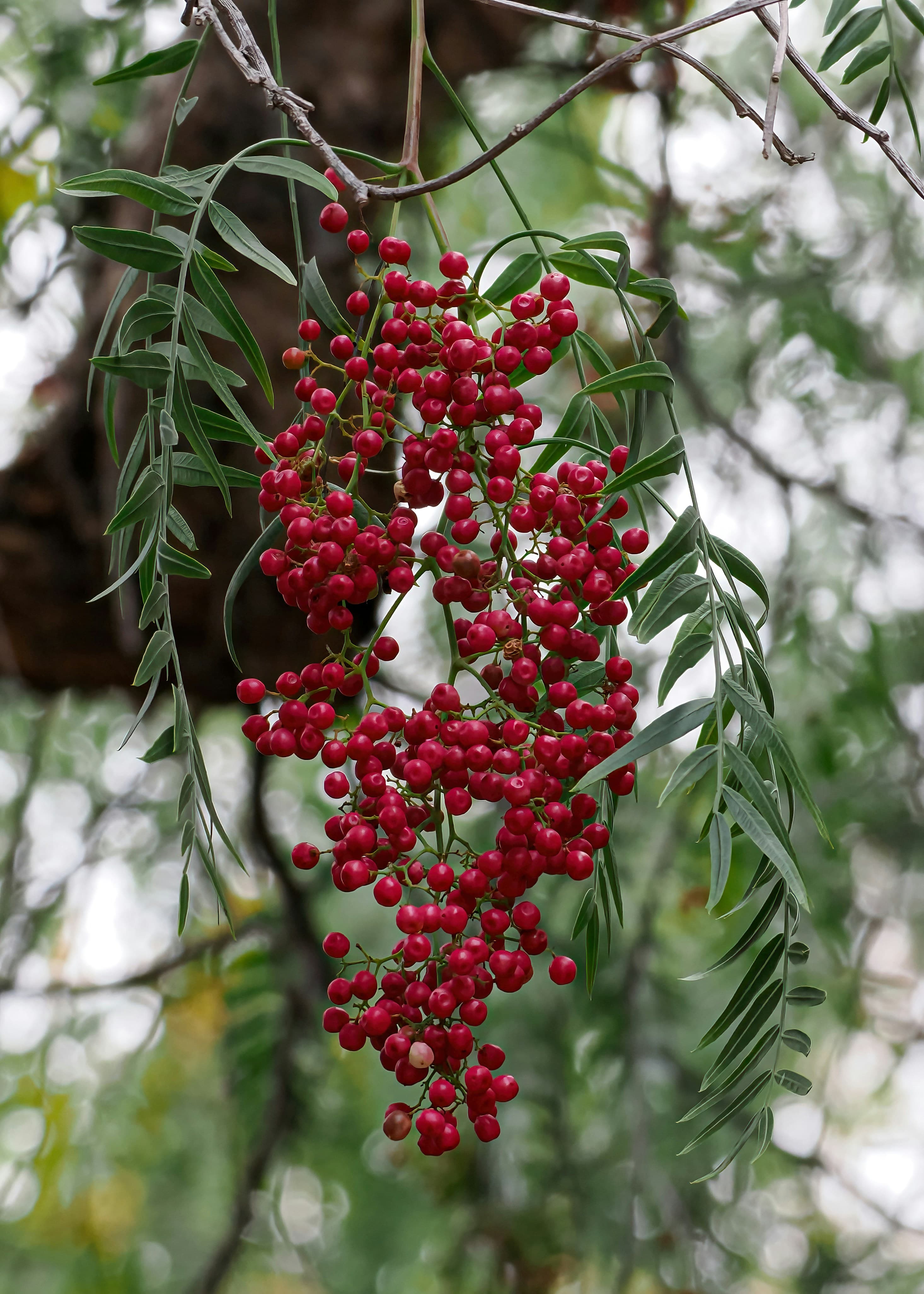 Pink Peppercorn Honey - image 2